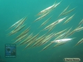 DSC08174 Aeoliscus strigatus b
