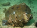 DSC08226 Tridacna gigas b