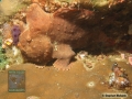 DSC08631 Antennarius commerson
