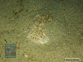 DSC08867 Uranoscopus sp. b