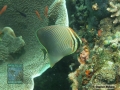 DSC09149 Chaetodon baronessa b