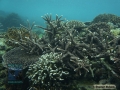DSC09711 Acropora spp. b