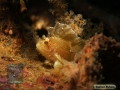DSC09791 Taenionotus triacanthus