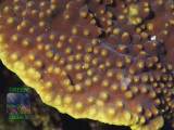 Turbinaria reniformis gelb, Makroaufnahme