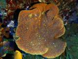Turbinaria reniformis gelb