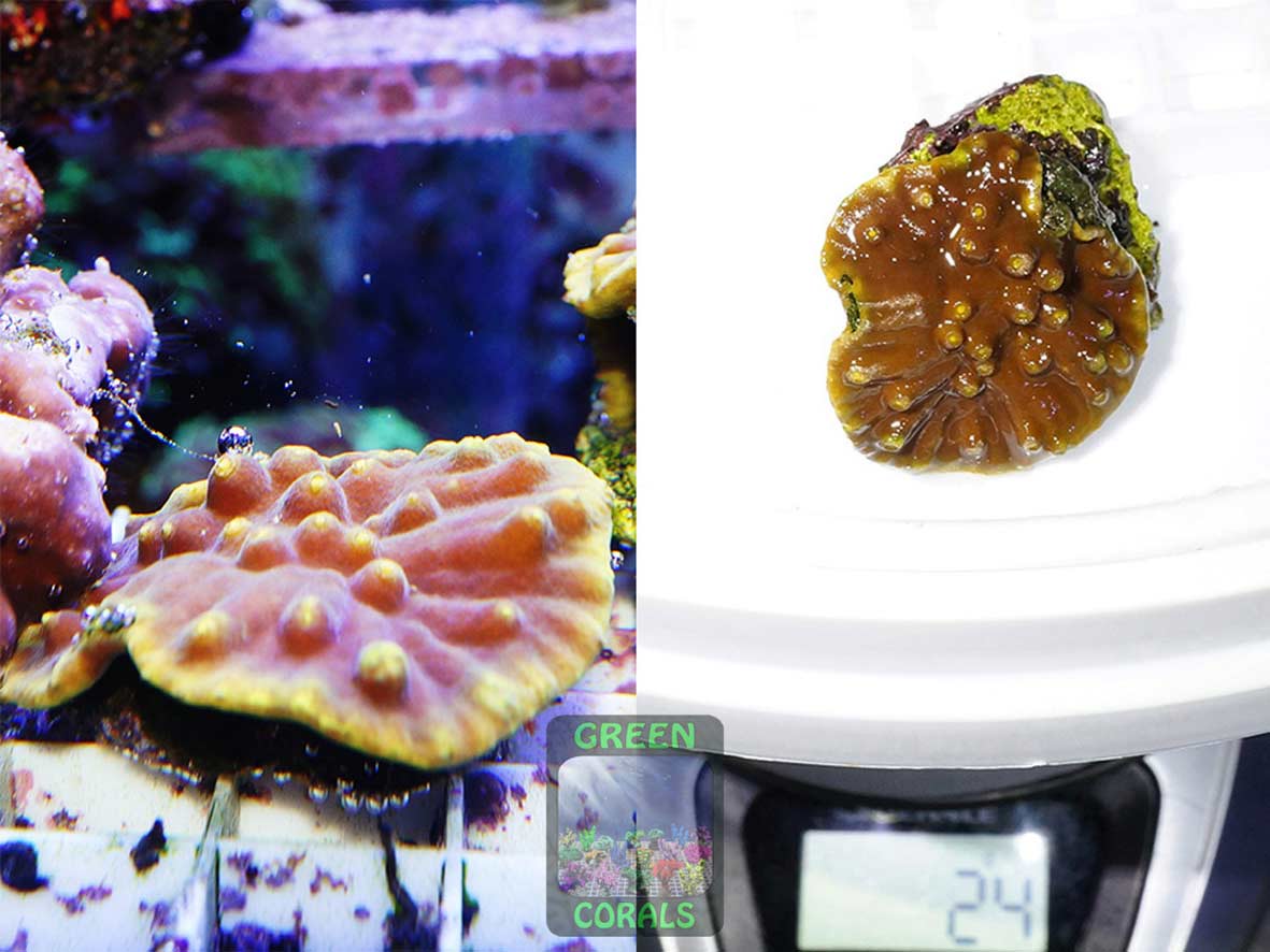 Turbinaria reniformis gelb, Größe S Turbinaria reniformis gelb, Größe S