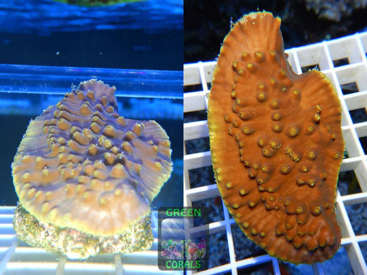 Turbinaria reniformis gelb, Größe L Turbinaria reniformis gelb, Größe L