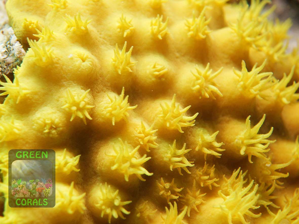 Turbinaria reniformis gelb, Makroaufnahme Turbinaria reniformis gelb, Makroaufnahme