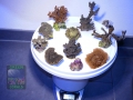6 Montipora Spezial Mix 779g DSC05038