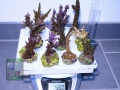7 Acropora Spezial Mix s 561g DSC05008