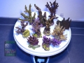 8 Acropora Spezial Mix L 1147gDSC05015
