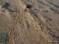 DSC09790 tracks of the Red Sea Ghost Crab