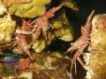Rhynchocinetes-durbanensis