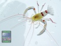 Stenopus-zanzibaricus