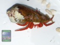 Ciliopagurus-strigatus