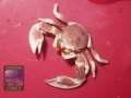 Neopetrolisthes-maculatus