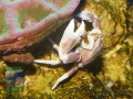 Neopetrolisthes-maculatus