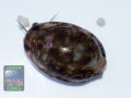Mauritia-arabica
