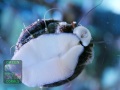 Rochia-nilotica