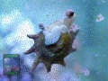 Astralium-phoebia