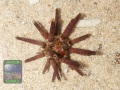 Eucidaris-tribuloides