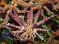 Eucidaris-tribuloides