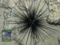 Diadema-paucispinum