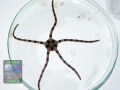 Ophiolepis-superba