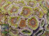 Zoanthus sp. rot-grün, Makroaufnahme