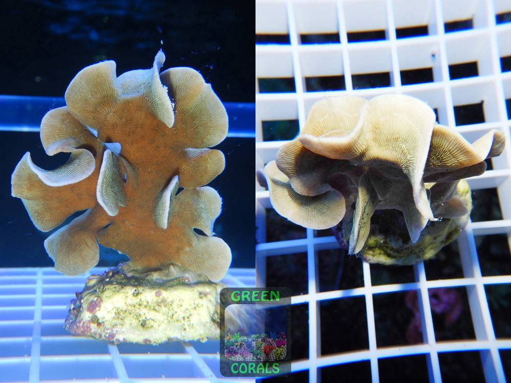 Pavona cactus beige - GREEN CORALS Korallenableger