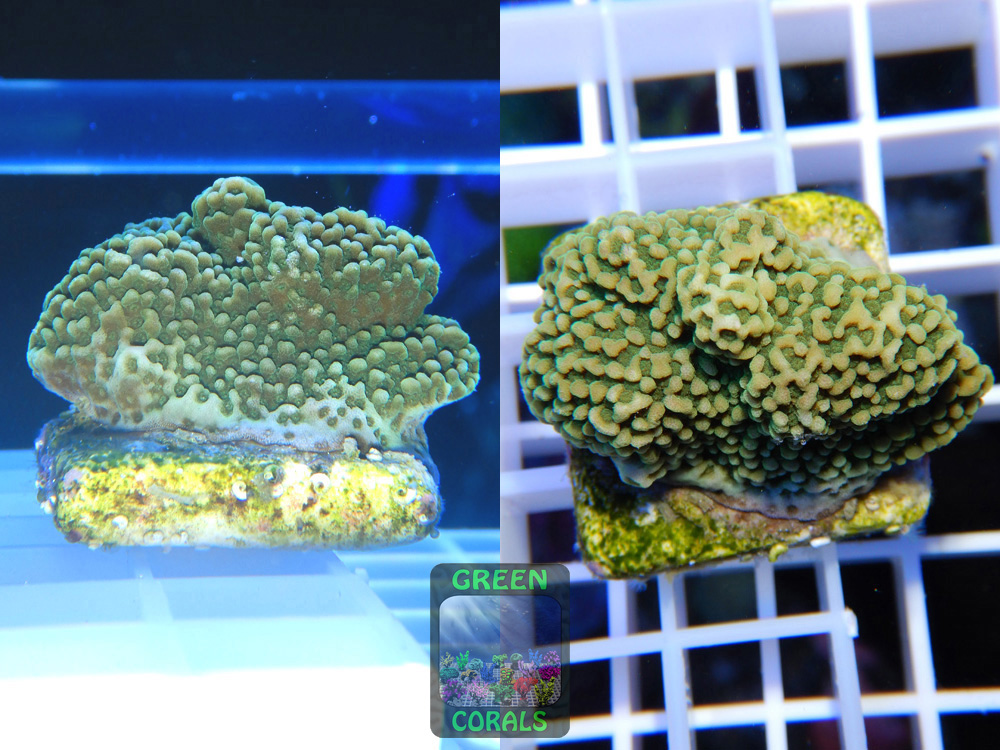 Montipora sp.`green plate´ - GREEN CORALS Korallenableger