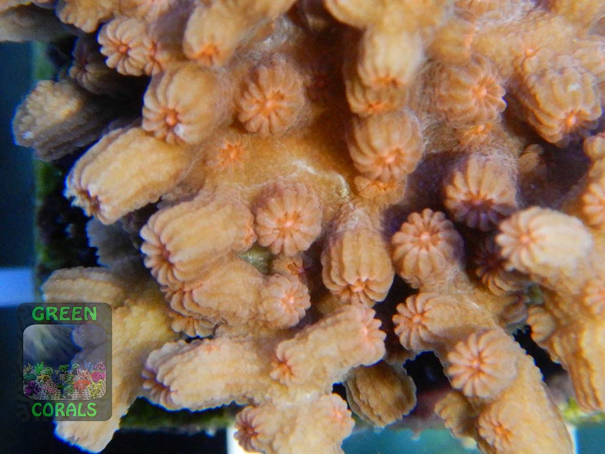 Cyphastrea decadia, Makroaufnahme
