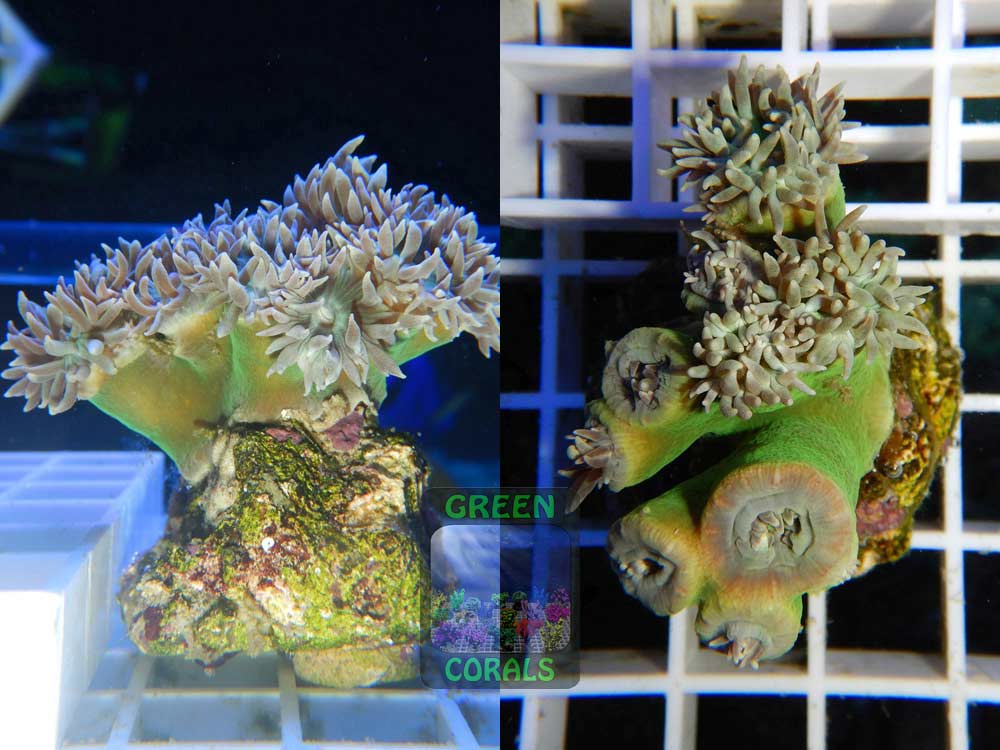 Duncanopsammia axifuga, Größe M