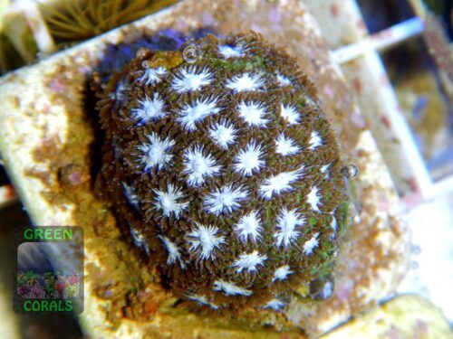 Leptastrea sp. grün, Größe S