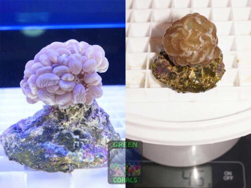 Physogyra lichtensteinii