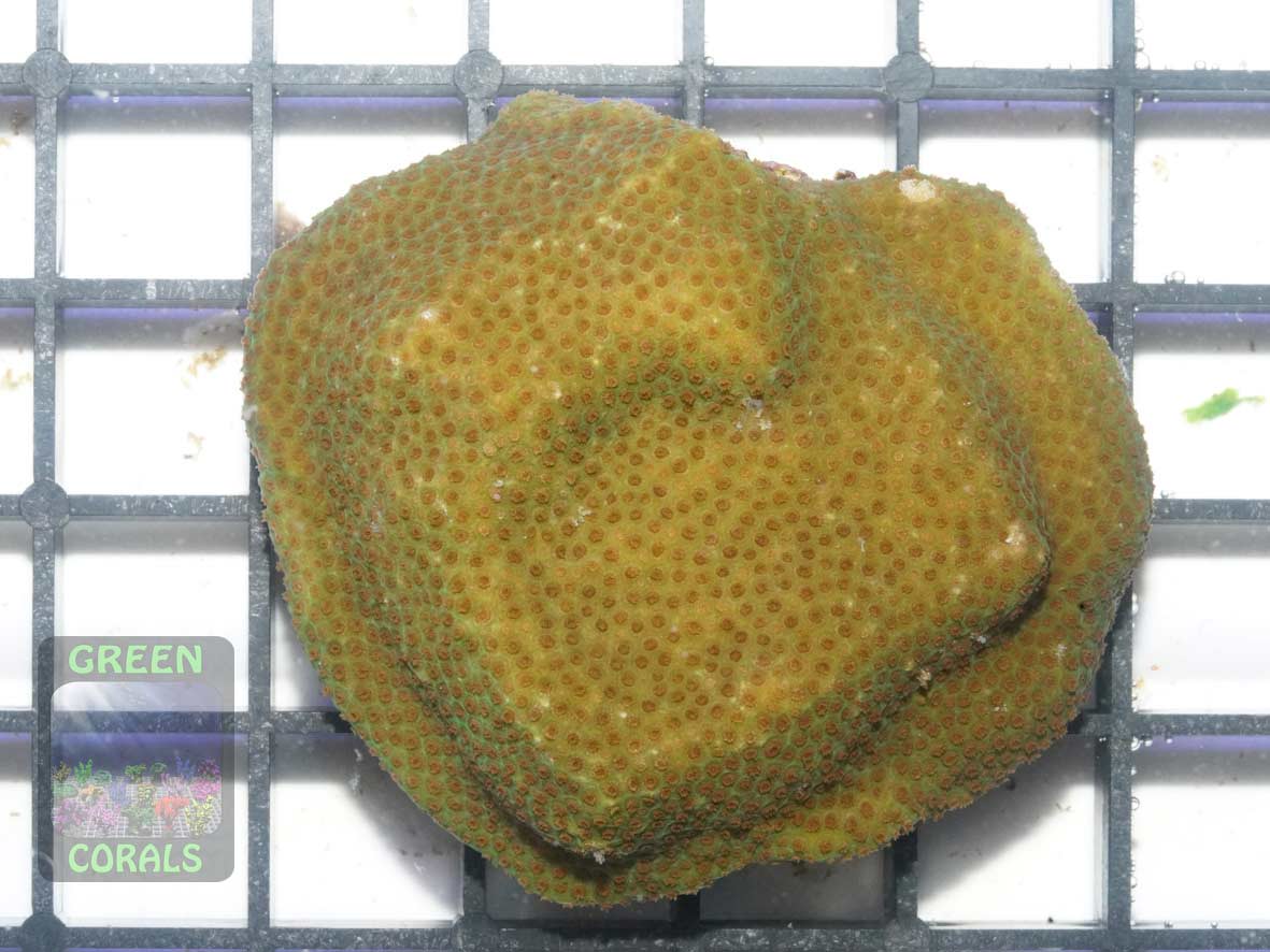Porites sp. gelb, Größe M