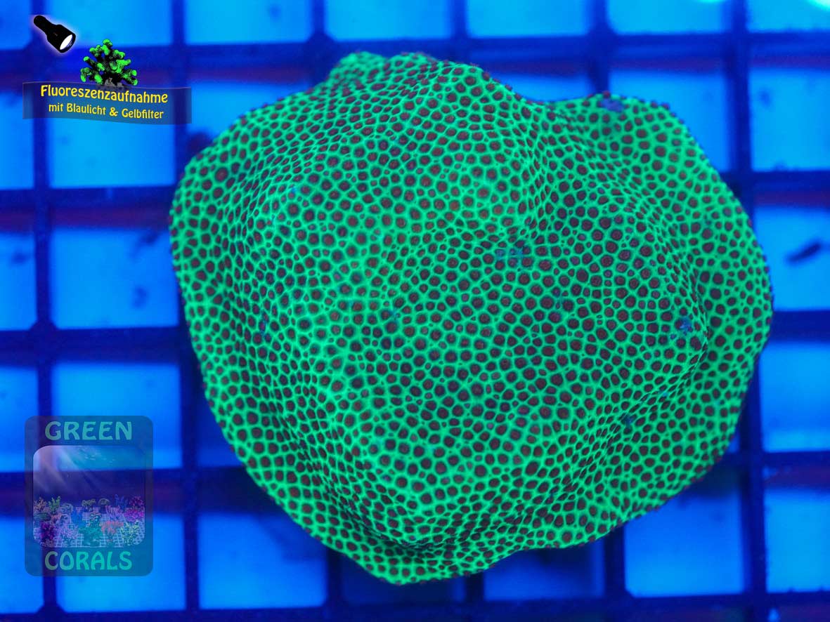 Porites sp. gelb, Fluoreszenzaufnahme
