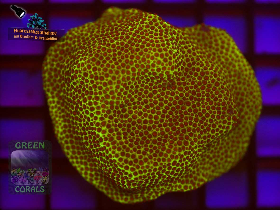 Porites sp. gelb, Fluoreszenzaufnahme
