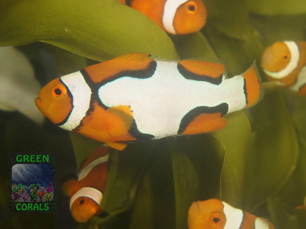 Amphiprion percula ‚Picasso‘ GREEN CORALS