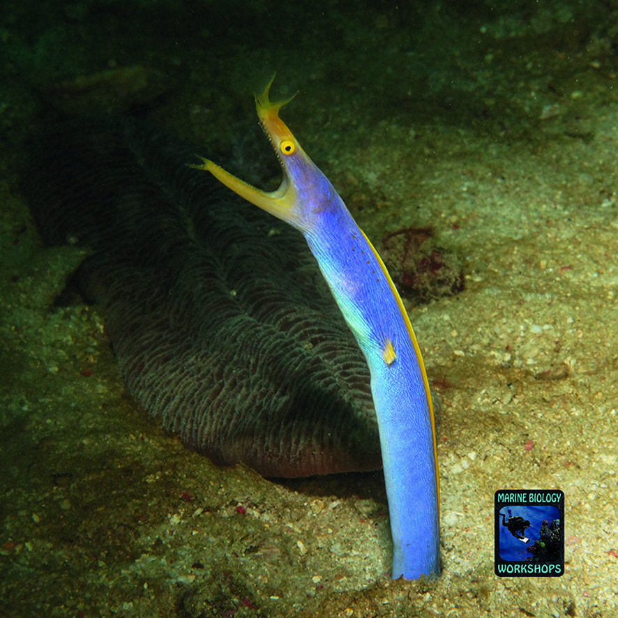 Ribbon eel Rhinomuraena quaesita in the Philippines