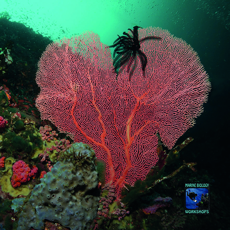 Sea fan near Verde Island in the Philippines
