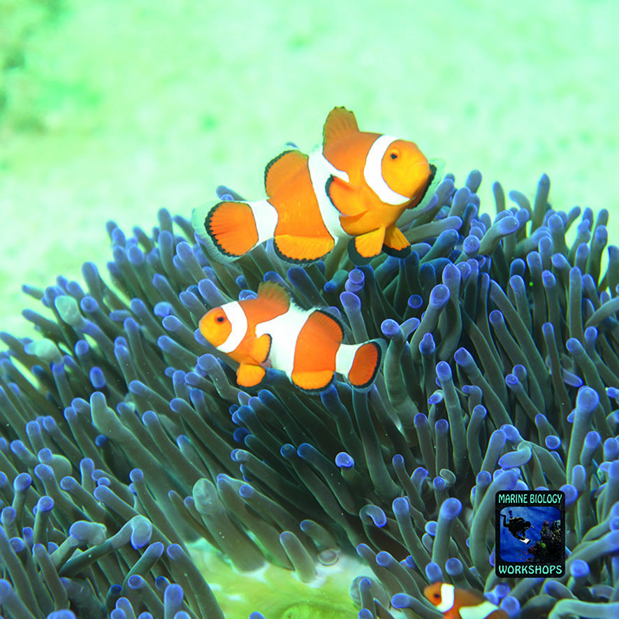 False clown anemonefish Amphiprion ocellaris in the Philippines