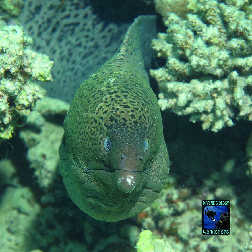Giant moray Gymnothorax javanicus in the Red Sea