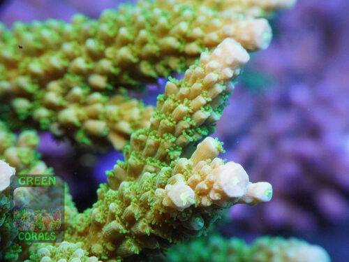Acropora-tumida-´Enzmann´.