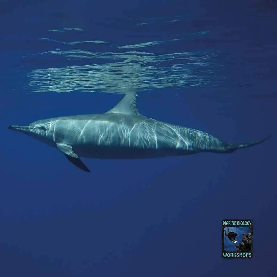 Spinner dolphin Stenella longirostris in the Red Sea