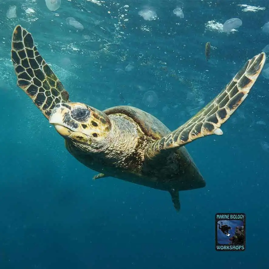 Hawksbill sea turtle Eretmochelys imbricata in the Red Sea