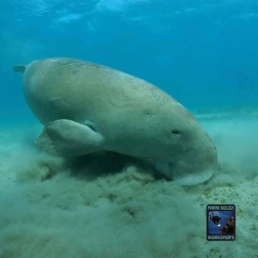 Dugong (Dugong dugon) in Marsa Egla, Red Sea
