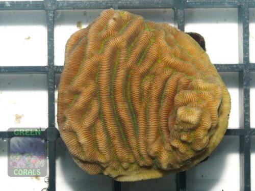 Pachyseris speciosa, Größe S