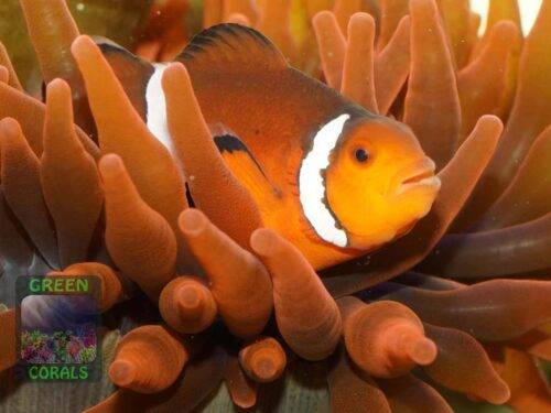Der Falsche Clownfisch Amphiprion ocellaris