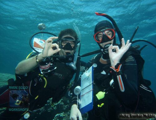 Reef Check Kurs & Surveys Reef Check Eco Diver Course & Surveys